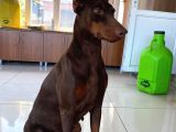 Doberman Yavrular Mevcut