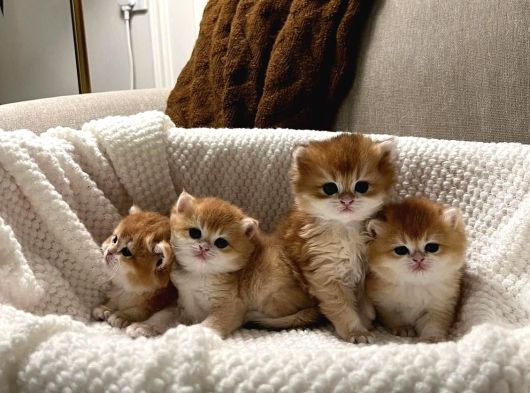 Golden British Longhair