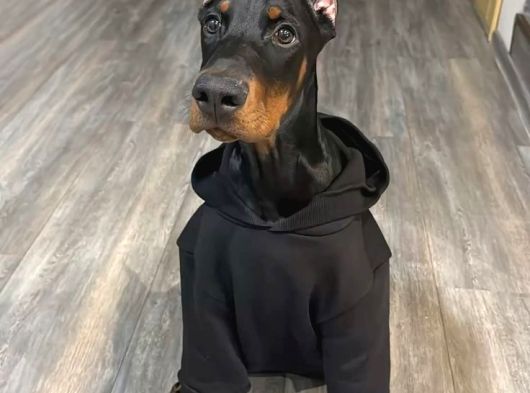 Safkan A Kalite Doberman görsel