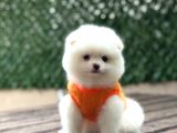 Ayıcık Surat Pomeranian Yavrular