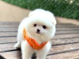 Ayıcık Surat Pomeranian Yavrular
