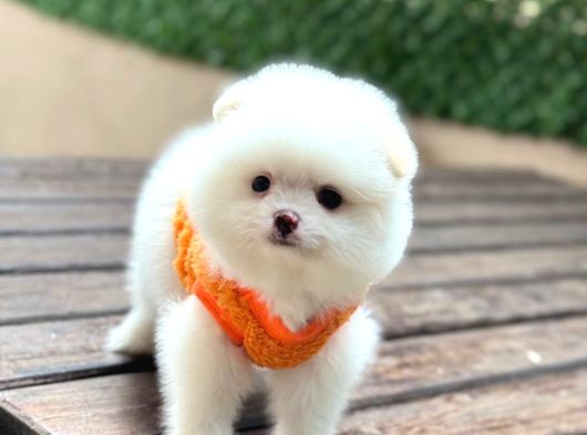 Ayıcık Surat Pomeranian Yavrular görsel