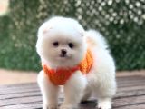 Ayıcık Surat Pomeranian Yavrular