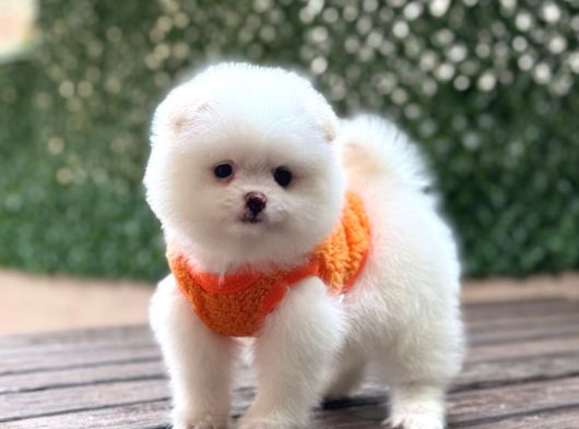 Ayıcık Surat Pomeranian Yavrular görsel