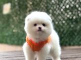 Ayıcık Surat Pomeranian Yavrular
