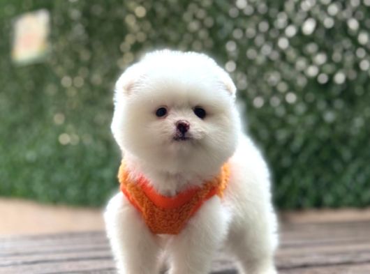 Ayıcık Surat Pomeranian Yavrular görsel