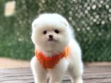 Ayıcık surat Pomeranian yavrular