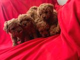 A Kalite Poodle Yavrular