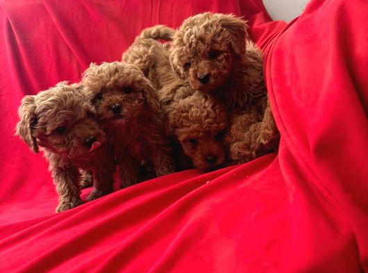 A Kalite Poodle Yavrular görsel