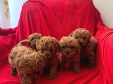 A Kalite Poodle Yavrular
