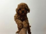 A Kalite Poodle Yavrular
