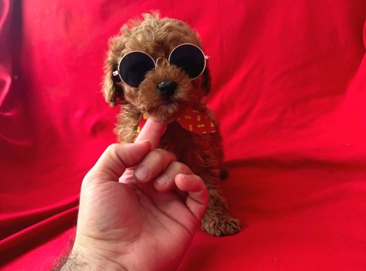 A Kalite Poodle Yavrular