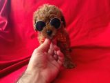 A Kalite Poodle Yavrular
