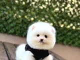 A Kalite Pomeranian Boo Yavrular