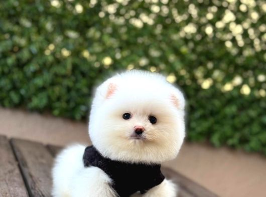 A Kalite Pomeranian Boo Yavrular görsel