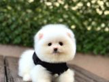 A Kalite Pomeranian Boo Yavrular
