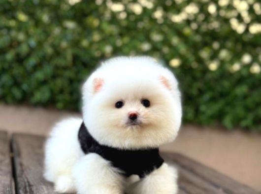 A Kalite Pomeranian Boo Yavrular görsel