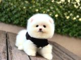 A Kalite Pomeranian Boo Yavrular