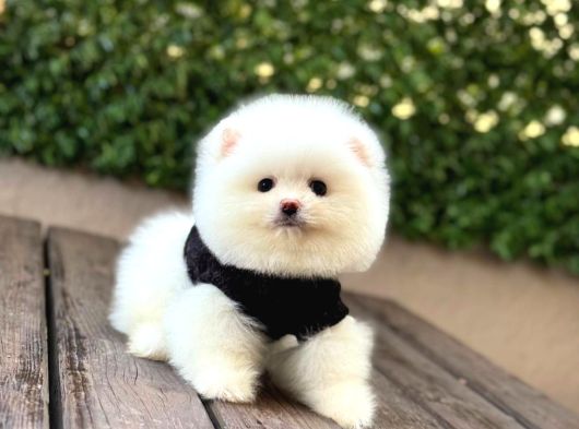 A Kalite Pomeranian Boo Yavrular görsel