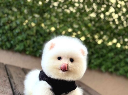 A Kalite Pomeranian Boo Yavrular