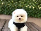 A Kalite Pomeranian Boo Yavrular