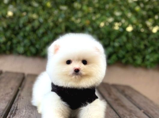 A Kalite Pomeranian Boo Yavrular görsel