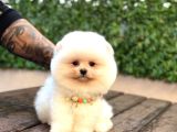 Ayıcık Surat Pomeranian Yavrular