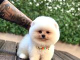 Ayıcık Surat Pomeranian Yavrular