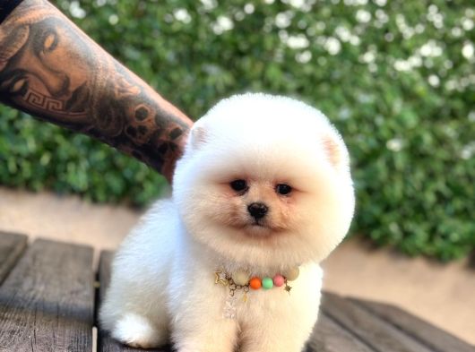 Ayıcık Surat Pomeranian Yavrular görsel