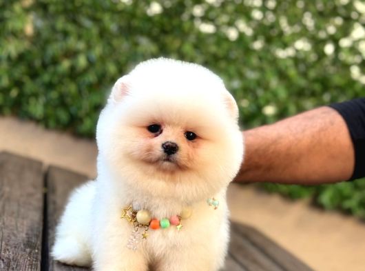 Ayıcık Surat Pomeranian Yavrular