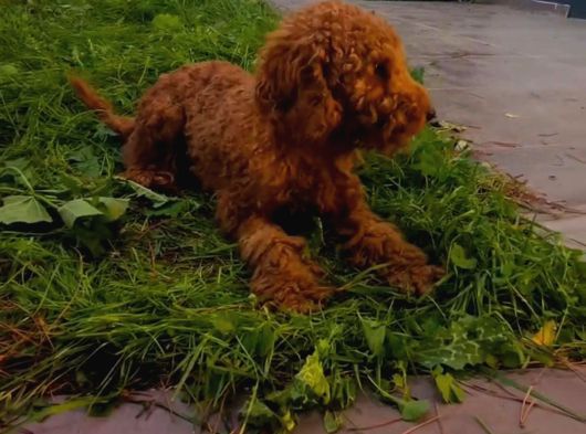 Poodle Yeti̇ski̇n görsel