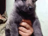 Safkan Çekoslovak Wolfdog Yavrular