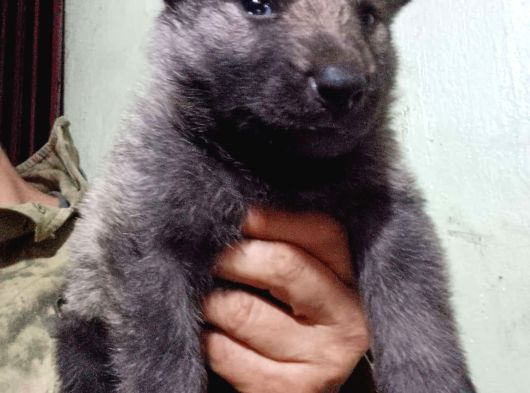 Safkan Çekoslovak Wolfdog Yavrular görsel