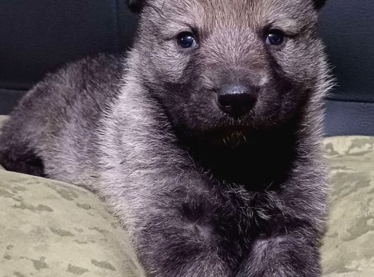 Safkan Çekoslovak Wolfdog Yavrular görsel