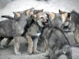 Safkan Çekoslovak Wolfdog Yavrular