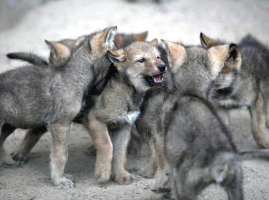 Safkan Çekoslovak Wolfdog Yavrular