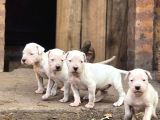 Üst Kalite Dogo Arjantin Yavrular