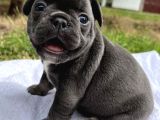Son 2 Blue French Buldog Bebekler