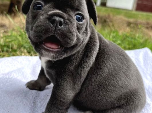 Son 2 Blue French Buldog Bebekler görsel