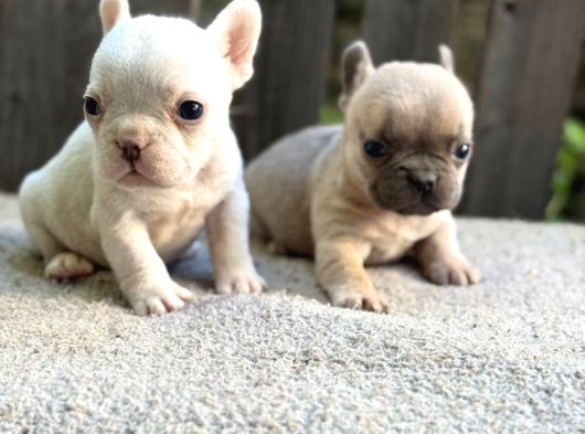 Irk Ve Sağlık Garantili French Bulldog Yavrularım görsel