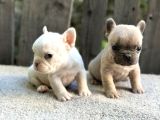 Irk Ve Sağlık Garantili French Bulldog Yavrularım