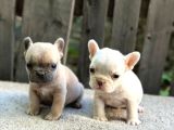 Irk ve sağlık garantili french bulldog yavrularım