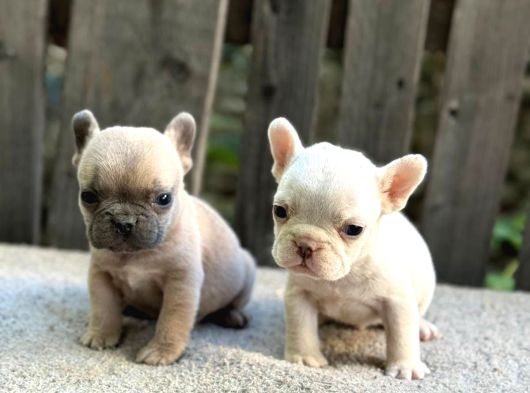 Irk Ve Sağlık Garantili French Bulldog Yavrularım