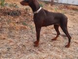 A Kalite Yetişkin Doberman