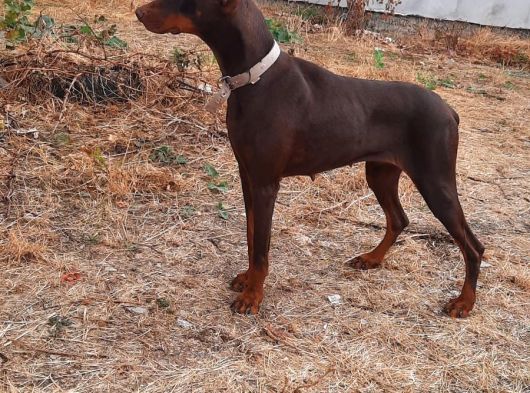 A Kalite Yetişkin Doberman görsel