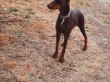 A kalite Yetişkin Doberman