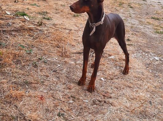 A Kalite Yetişkin Doberman
