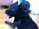 ücretsiz 5 Yaşında Çok Şeker Bir Amstaff Kısır Ve Tuvalet Eğitimi Var