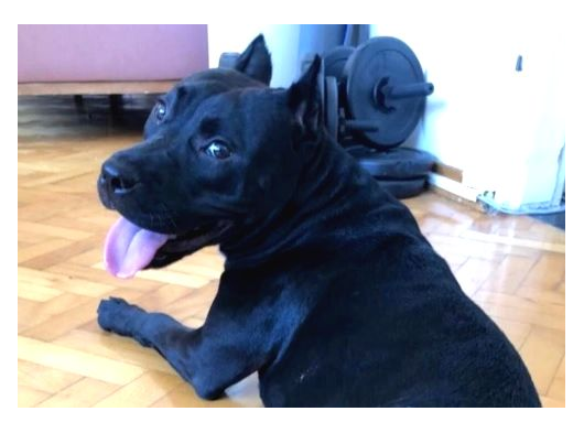 Ücretsiz 5 Yaşında Çok Şeker Bir Amstaff Kısır Ve Tuvalet Eğitimi Var