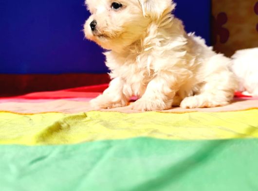Her Boy Anne Baba Görerek Gerçek Maltese Yavrular görsel